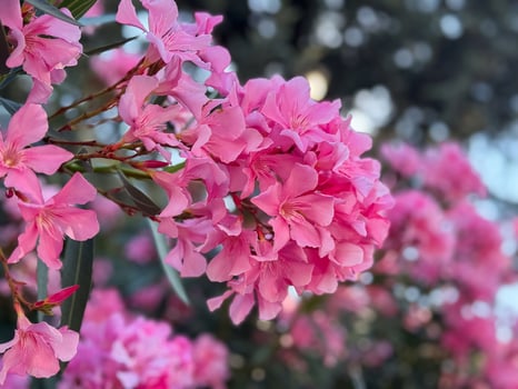 Vibrant pink oleander blooms in lush garden setting photo