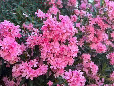 Vibrant pink oleander blossoms in full bloom with lush greenery photo