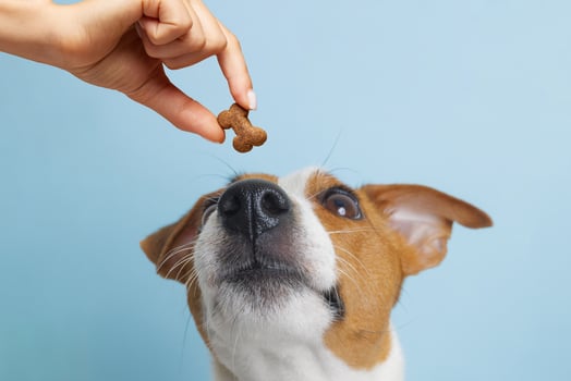 Dog Waiting for Treat Pet Care and Nutrition Healthy Puppy Food Training Reward on Blue Background photo