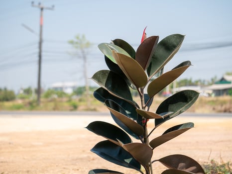 Vibrant green plant growing near roadside nature scene outdoor daytime close-up growth concept photo