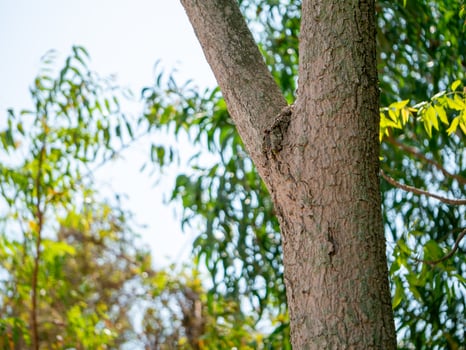 Tree growth in nature outdoor environment greenery close-up natural beauty photo