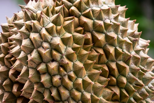 Durian fruit exploration tropical rainforest close-up natural environment detailed perspective photo