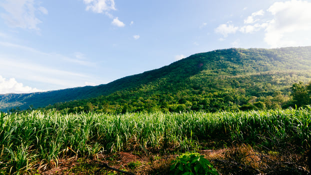 Lush green sugarcane fields mountainous landscape nature scenic view vibrant ecosystem photo