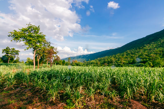 Sunny day action agricultural field nature landscape vibrant environment scenic viewpoint photo