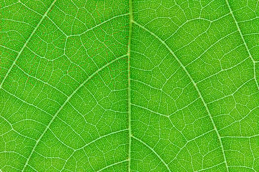 Design on leaf for pattern and background photo