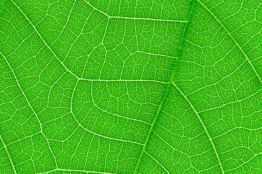 Design on leaf texture for pattern and background photo