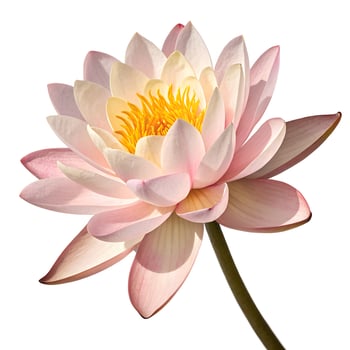 A pink lotus flower is shown on a white background photo