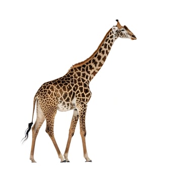A giraffe standing on a white background photo