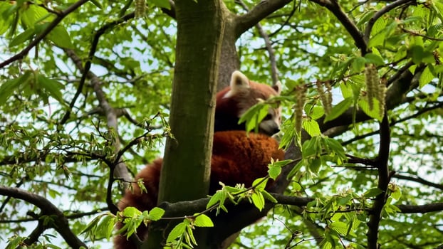 A serene and adorable red panda is leisurely lounging on a sturdy tree branch surrounded by vibrant green lush leaves photo