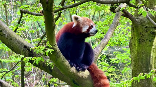 Red panda photograph - red panda fine art print by james watson photo