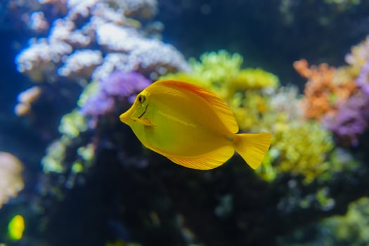 A close-up captures the vibrant beauty of a Yellow Tang swimming gracefully among a colorful coral reef, showcasing the exotic allure and intricate detail of marine life. photo