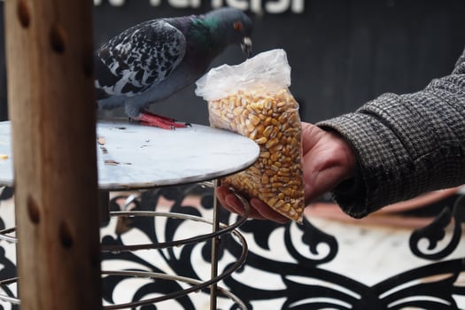 Pigeon feeding at a local market in city photo