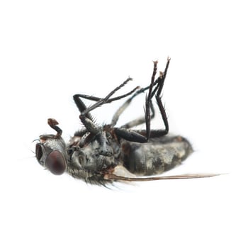 Dead black fly isolated on white photo