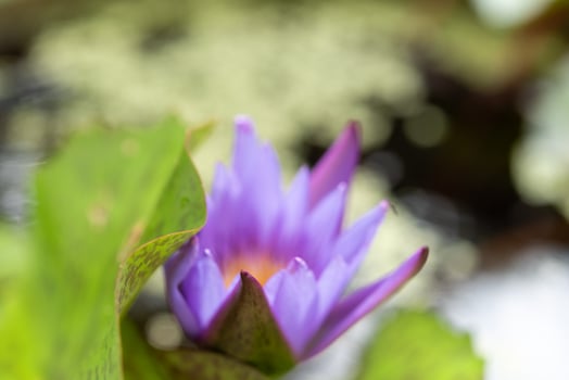 A purple water lily blooming in a pond photo