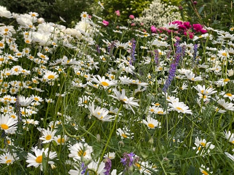 Daisies blooming in lush summer garden with vibrant flowers and greenery, perfect for background photo