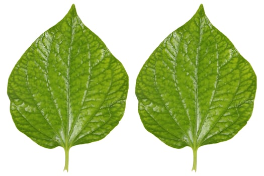 two green betel leaves isolated on white photo