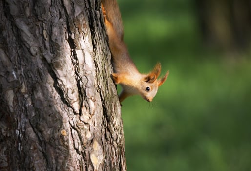 Squirrel climbing a tree photo