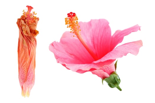 Wilted and bloom hibiscus Rosa sinensis flower isolated on white photo