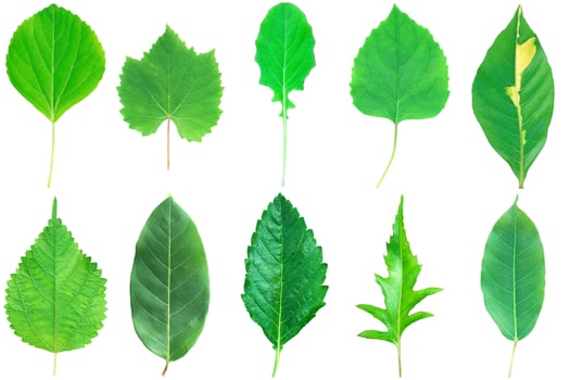 Collection of green leaves with stem isolated on white photo