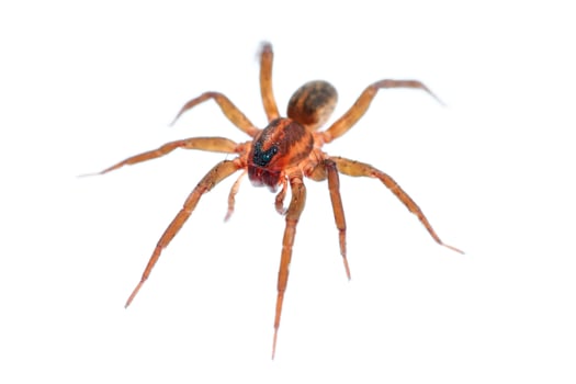 Long legs spider isolated on white photo