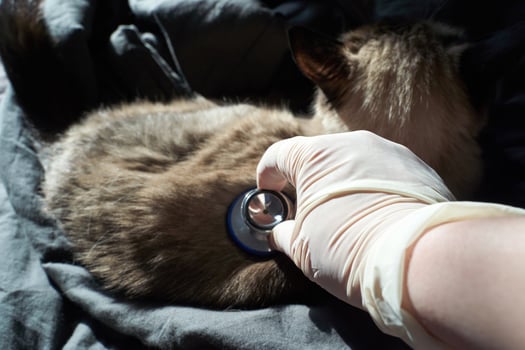 Veterinarian caring for cat with stethoscope on brown fur under sunlight. photo