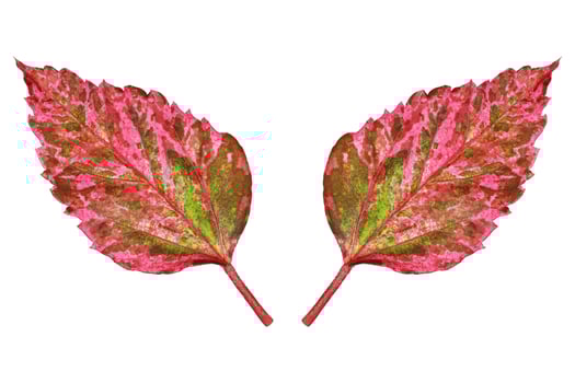 two vibrant autumn leaves isolated on white photo