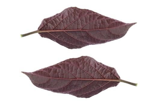 dark red leaf isolated on white photo