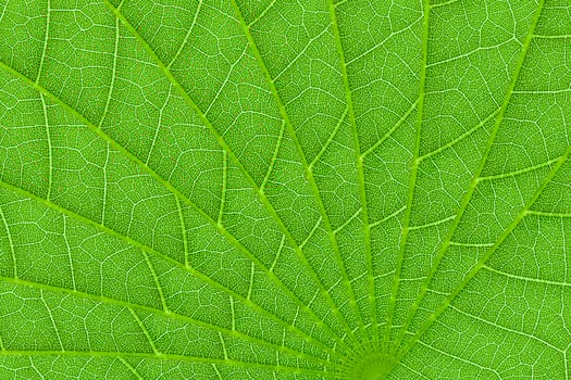 green leaf texture background for pattern and design photo