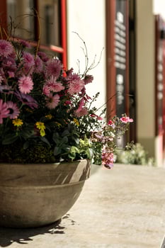 A sunlit flower arrangement in a stone pot featuring pink, yellow and purple blossoms on a quiet street, perfect for spring, gardening or floral decor concepts. photo