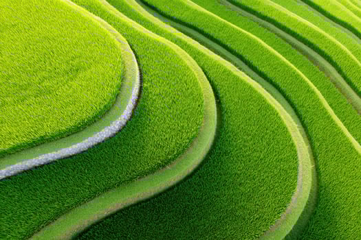 Lush green terraced rice fields create a stunning pattern of curves and lines, showcasing the beauty of agricultural landscapes and the harmony of nature's design photo