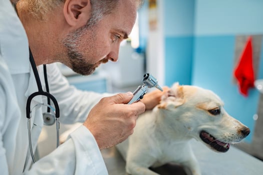 Veterinarian examines a dog during a routine checkup in clinic photo