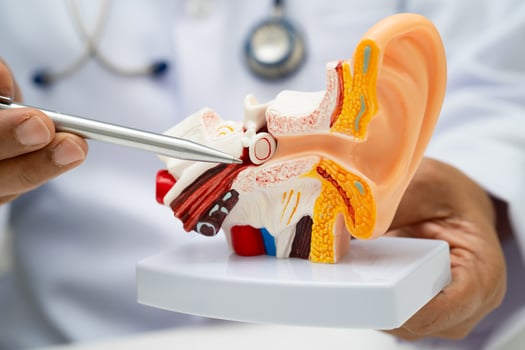 doctor holding human ear model to learn treat hearing loss photo