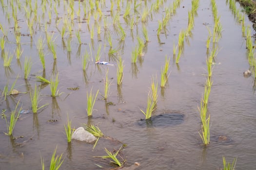 Rice seedlings are planted at a distance in muddy soil. Rice seedlings should not be planted close together so that they do not compete with each other for nutrients. Agricultural Industry themes photo