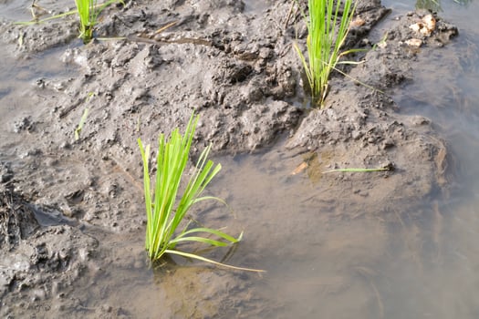 Close-up of rice seedlings in muddy soil. Rice seedlings are seeds of rice that have grown or germinated into young rice plants. Rice seedlings that grow well in watery muddy soil. Agricultural themes photo