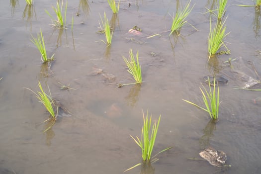 Rice seedlings are planted at a distance in muddy soil. Rice seedlings should not be planted close together so that they do not compete with each other for nutrients. Agricultural Industry photo