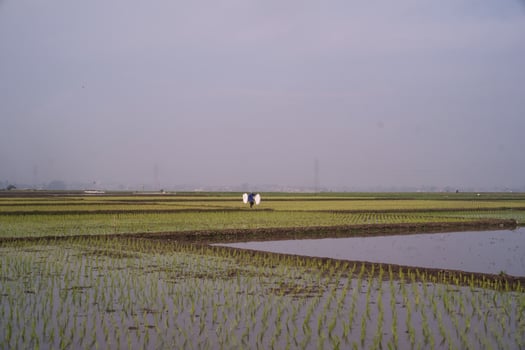 Beautiful scenery of green rice fields on a gray afternoon. Newly planted rice field landscape in summer. Agricultural industry in the countryside. Graphic Resources. Negative space. photo