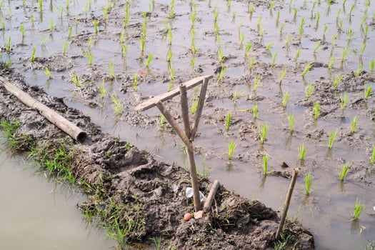 Wooden shovel stuck in the rice field path. Stakes are stuck on the edge of rice fields as a boundary marker between rice field ownership areas. Agriculture and plantation industry. Text Space photo