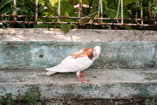 Close-up of a dove perched on the edge of a gutter. The dove is white with a hint of brown on its back. The pet dove roams freely near its cage. Graphic Resources. Negative space photo