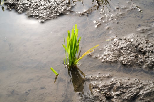 Close-up of rice seedlings in muddy soil. Rice seedlings are seeds of rice that have grown or germinated into young rice plants. Rice seedlings that grow well in watery muddy soil. Agriculture photo