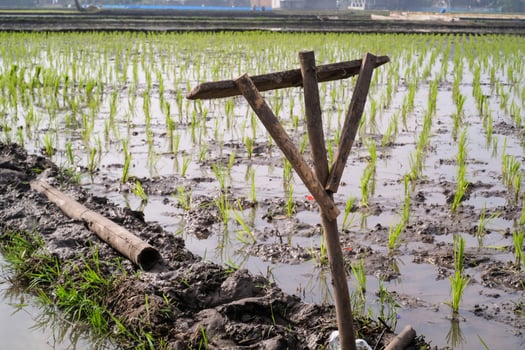Wooden shovel stuck in the rice field path. Stakes are stuck on the edge of rice fields as a boundary marker between rice field ownership areas. Agriculture and plantation industry. Negative Space photo