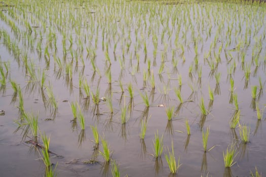 Rice seedlings are planted at a distance in muddy soil. Rice seedlings should not be planted close together so that they do not compete with each other for nutrients. Agricultural Industry photography photo