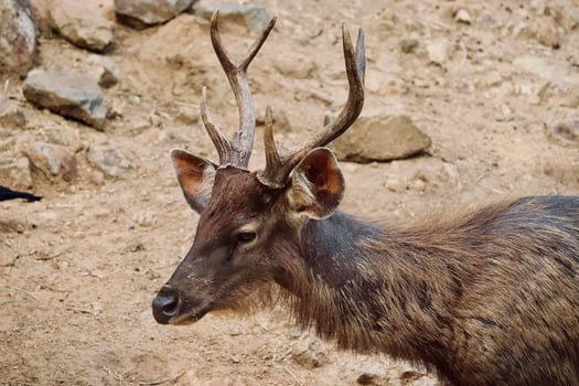 A deer with horns standing next to a bird photo