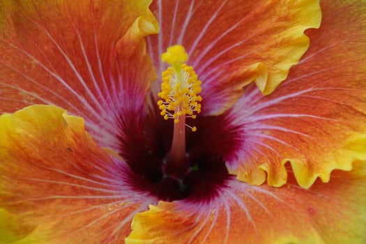 Tropical Flame Radiance of the Orange Hibiscus photo