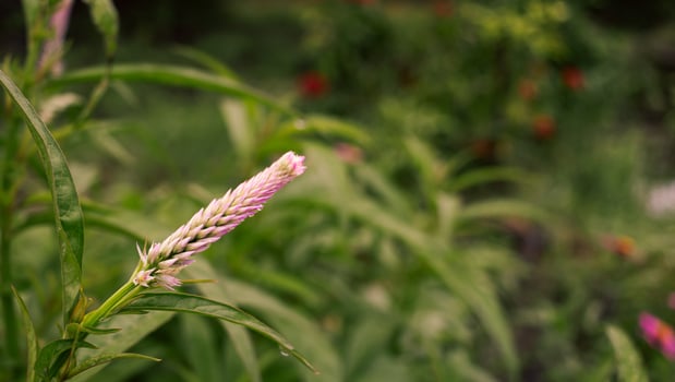 Close up Cockscomb and blur green nature background and sunset light photo