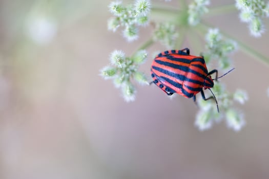 Striped bug on flowers photo