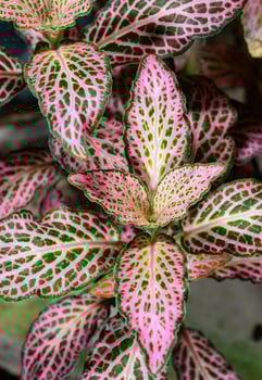 Fittonia albivenis, tropical plant with decorative leaves with pink veins in a botanical collection, Ukraine photo