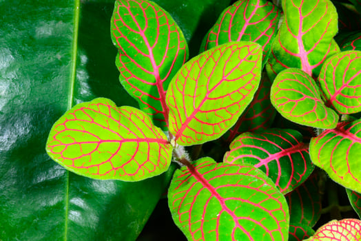 Fittonia nerve plant- ornamental plant with bright leaves with red veins in a botanical garden photo