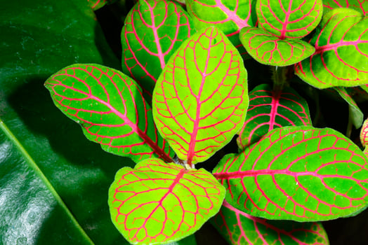 Fittonia nerve plant, ornamental plant with bright leaves with red veins in a botanical garden, Odessa photo