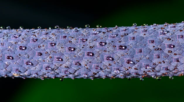 Droplets of sweet juice on the inflorescence of an exotic plant Anthurium in a botanical collection, Odessa photo