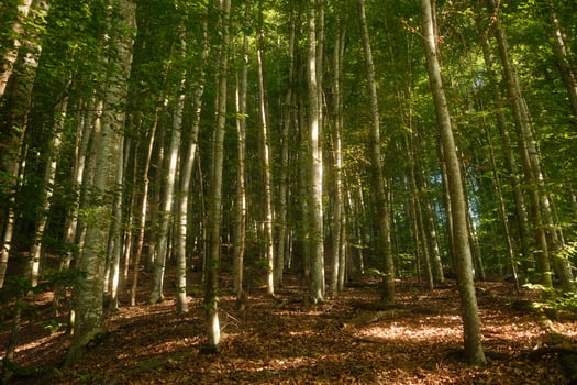 A vibrant forest filled with trees and leaves scattered on the ground photo